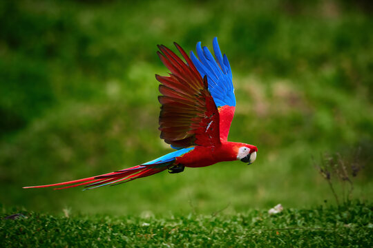 Flying ara parrot, isolated on blurred green background. Bright red and blue south american parrot,  Ara macao, Scarlet Macaw, flying with outstretched wings in tropical forest, Costa Rica.