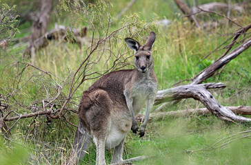 Female Kangaroo -  in Churchill NP, Victoria, Australia