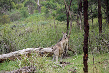 Wild Kangaroo - Churchill NP, Victoria, Australia