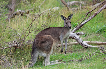 Naklejka na ściany i meble Female Kangaroo - Churchill NP, Victoria, Australia