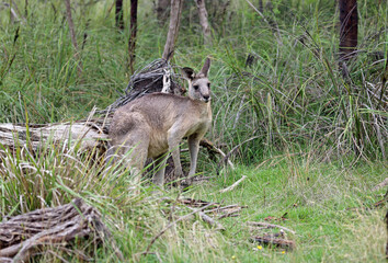 Kangaroo in grass - Churchill NP, Victoria, Australia