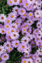 blooming blue asters