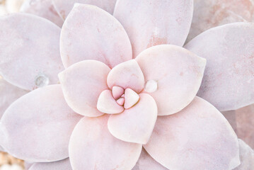 pink succulent in macro photo