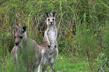 Kangaroos - Churchill NP, Victoria, Australia