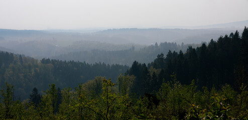 Wald im Nebel