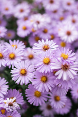 Obraz premium blooming blue asters