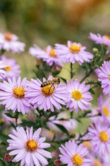 Fototapeta premium blooming blue asters