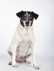 Portrait of stray dog in photo studio on white background with copy space. International Day of Homeless Animals
