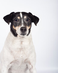 Stray dog portrait in photo studio on white background for adoption. International Day of Homeless Animals