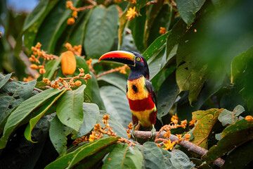 Vurige-gefactureerde aracari, Pteroglossus frantzii, toekan tussen groene bladeren en oranje vruchten. Grote roodzwarte snavel, zwart, geel en rood verenkleed. Typisch voor Pacifische hellingen in het zuiden van Costa Rica