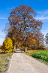 Fototapeta premium Autumn scenic with a country road and a tree