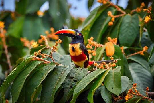 Fiery-billed aracari, Pteroglossus frantzii, toucan among green leaves and orange fruits. Large red-black bill, black, yellow and red plumage. Typical for Pacific slopes of southern Costa Rica