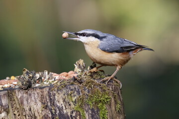 Obraz premium Nuthatch at a woodland feeding site