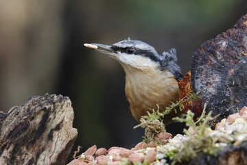 Nuthatch at a woodland feeding site