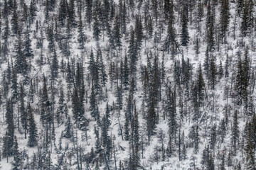 Boreal forest landscape of northern Manitoba, outside of Churchill in northern tundra, arctic country on the shores of Hudson Bay. Aerial, birds eye view from helicopter. 