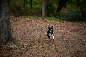 Border Collie bitch playing in the field