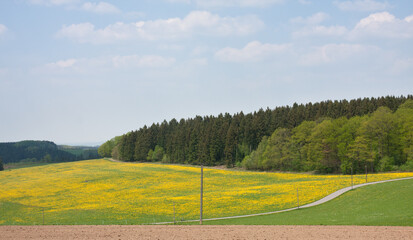 Obraz premium Wiesenlandschaft