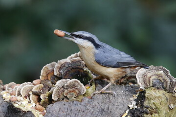 Nuthatch at a woodland feeding site