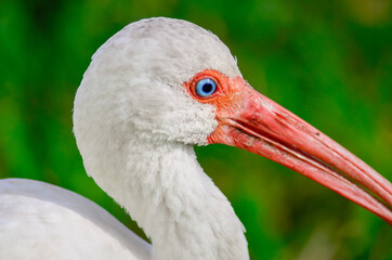 Close Up of a White Ibis on Merritt Island