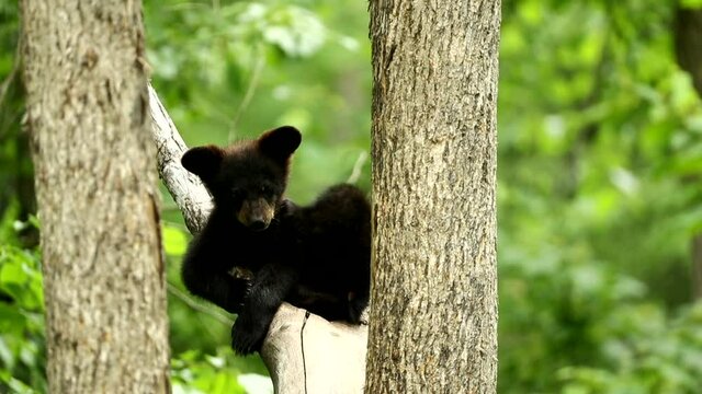 American Black Bear cub in tree, cute