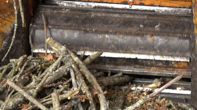 Close-up of worker loading dead branches into the mouth of a wood chipper.