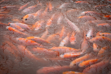 Obraz na płótnie Canvas Local floating fish farm in Vietnam on the Mekong Delta used to farm tilapia. 