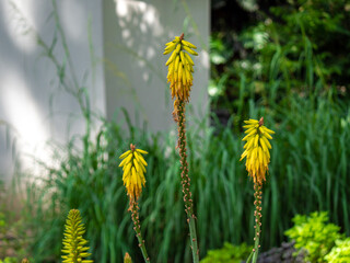 Species of Flowering Plant in the family Asphodelaceae, also known as Tritomea, Torch Lily or Red Hot Poker (Kniphofia uvaria), Yellow Flower in the Garden