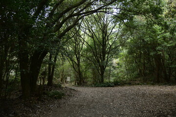 Naklejka premium Dongbaek-dongsan(forest park) in Jeju, Korea is a good forest for taking a walk even in winter.