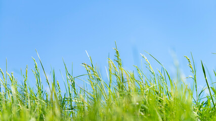 Fototapeta premium green grass and blue sky
