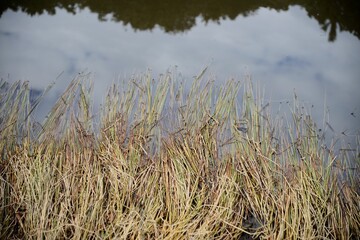 Obraz premium The weeds in the swamp are turning brown in autumn.