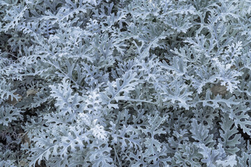 white plants,the patterns of the bushes. winter flower texture