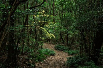Dongbaek-dongsan(forest park) in Jeju, Korea is a good forest for taking a walk even in winter.