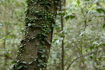 Vine plants are attached to the tree in Winter. green, leaves
