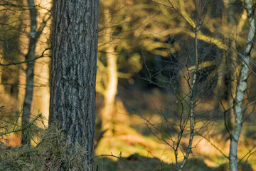 Sunshine in the nature reserve / forest