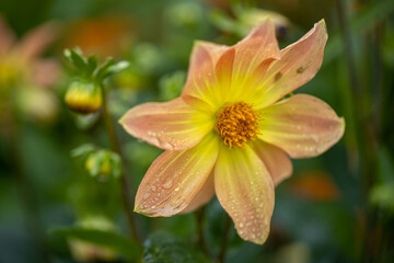 Yellow bud close up among foliage