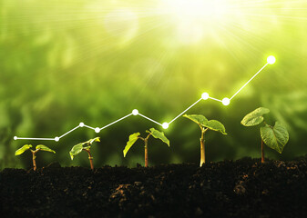 Seedling are growing from the rich soil. Concept of business growth, profit, development and...