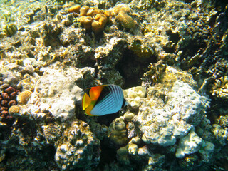 Fototapeta na wymiar Tropical exotic fish red colors moving over the reef underwater of Red sea