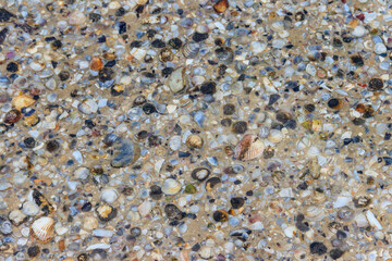 Background of the sea shells