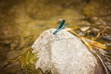 Gorgeous dragonfly resting on a river stone