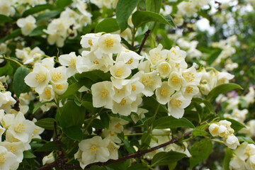Jasmine blooms in the garden