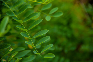 Phyllanthaceae plant closeup