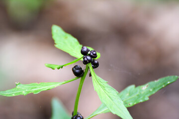 Dentaria bulbifera grows in the forest in spring