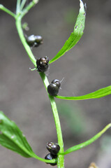 Dentaria bulbifera grows in the forest in spring