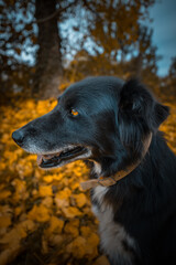 border collie automne