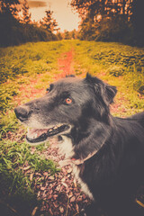 border collie orange
