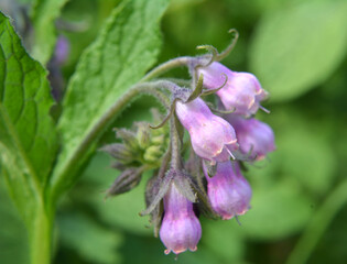 In the meadow, the comfrey (Symphytum officinale) is blooming