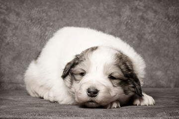 cute sheperd puppy lying down