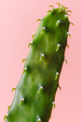 Close-up detail of flat and long green cactus on a pink background. Minimal decoration plant on color background with copy space. Joyful color and stylish summer fine art for print and web design.