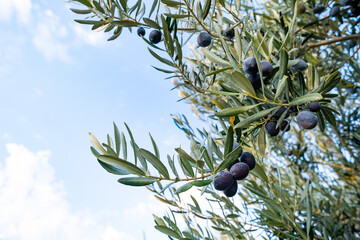 Obraz na płótnie Canvas Olives on the tree branch