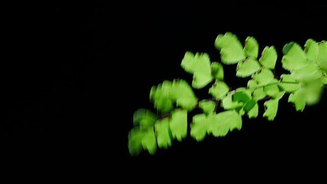 Raindrops falling fern leaf. Black minimalistic background. Adiantum capillus-veneris